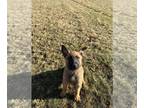 Belgian Malinois PUPPY FOR SALE ADN-532970 - Belgian Malinois Pups for Sale