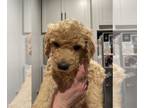 Goldendoodle PUPPY FOR SALE ADN-532843 - F1B Goldendoodle puppies