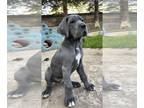 Great Dane PUPPY FOR SALE ADN-533144 - Great Dane Puppies