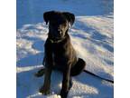 Adopt Klaus - In Vermont a Labrador Retriever