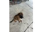 Adopt To-Mater a Brindle American Pit Bull Terrier / Boxer / Mixed dog in