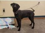 Adopt Lavender a Black Labrador Retriever / Pointer / Mixed dog in Independence