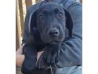 Adopt Battle Axe a Labrador Retriever / Great Dane / Mixed dog in El Dorado
