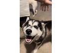 Adopt Bia a Black - with White Husky / Husky / Mixed dog in Virginia Beach