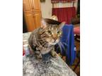 Adopt Milly a Brown Tabby Domestic Longhair / Mixed (medium coat) cat in