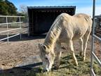 Adopt Kal a Arabian / Mixed horse in Napa, CA (37008290)