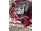 Adopt Gravy a Gray or Blue (Mostly) American Shorthair / Mixed (short coat) cat