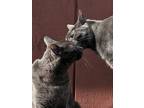 Adopt Taro and nisha a Gray or Blue Korat / Mixed (medium coat) cat in Cotati