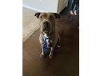 Adopt Zues a Gray/Blue/Silver/Salt & Pepper American Pit Bull Terrier / Mixed