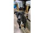 Adopt Luna a Black - with White American Pit Bull Terrier / Collie / Mixed dog