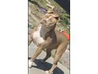 Adopt Zuka a Tan/Yellow/Fawn American Pit Bull Terrier / Mixed dog in San Jose