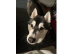 Adopt dobby a Black - with White Husky / Husky dog in Southfield, MI (37006544)