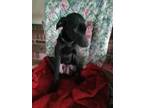 Adopt REID a Black Labrador Retriever / Feist / Mixed dog in Chester