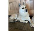 Adopt Oogie a White Husky / Chow Chow / Mixed dog in Sparks, NV (37005567)