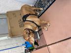 Adopt Maysin a Tan/Yellow/Fawn Shar Pei / American Pit Bull Terrier / Mixed dog