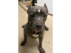 Adopt POLOCIO a Brindle American Pit Bull Terrier / Mixed dog in Saginaw