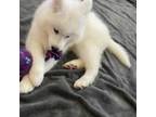 Samoyed Puppy for sale in Hercules, CA, USA