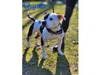 Adopt Chyna a Pit Bull Terrier