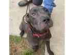 Adopt Rosey a Pit Bull Terrier, Mixed Breed