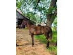 Adopt Primrose a Rocky Mountain Horse, Quarterhorse