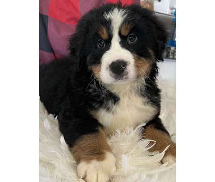 Bernese Mountain Puppies is a Male Bernese Mountain Dog Puppy For Sale in Rancho Cucamonga CA