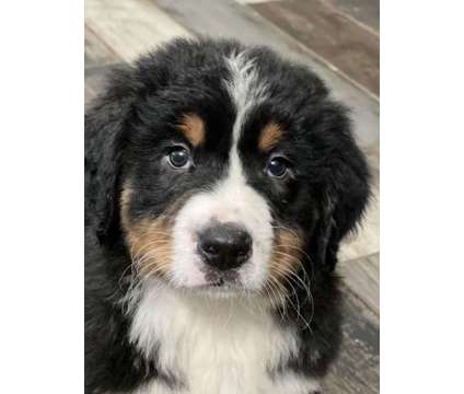 Bernese Mountain Puppies is a Male Bernese Mountain Dog Puppy For Sale in Rancho Cucamonga CA