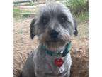 Adopt Alexander a Wirehaired D