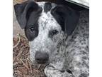 Adopt Chester a Australian Cattle Dog / Blue Heeler, Cattle Dog
