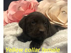 Labrador Retriever PUPPY FOR SALE ADN-533661 - Chocolate Labrador Retriever