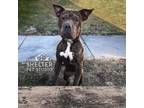 Adopt Faye H -7 AVAILABLE a Pit Bull Terrier, Shar-Pei