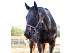 Adopt Piper (companion/pasture pet- FREE) a Thoroughbred