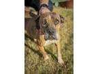 Adopt Bessy a Boxer
