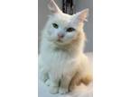 Adopt Frosty. Deaf a Persian