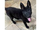 Adopt Rosie D5142 a Black German Shepherd Dog / Belgian Malinois / Mixed dog in