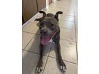 Adopt Dobby a Gray/Silver/Salt & Pepper - with White American Pit Bull Terrier /