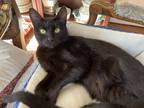 Adopt Ella a All Black Domestic Shorthair / Mixed (short coat) cat in