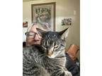 Adopt Duncan a Gray or Blue American Shorthair / Mixed (short coat) cat in