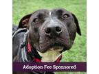 Adopt Bria a Black - with White Bull Terrier / Mixed dog in Walnut Creek