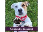 Adopt Cali a White - with Brown or Chocolate Jack Russell Terrier / Pit Bull