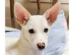 Adopt Yooa a Jindo / Mixed dog in San Ramon, CA (37018816)