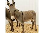 Adopt Stripes a Donkey/Mule/Burro/Hinny / Mixed horse in Hohenwald