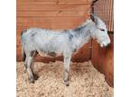 Adopt Silver a Donkey/Mule/Burro/Hinny / Mixed horse in Hohenwald, TN (37018045)