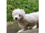 Adopt SCOOTER a White Poodle (Miniature) / Terrier (Unknown Type