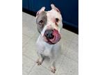 Adopt SPARKLE a White - with Gray or Silver American Pit Bull Terrier / Mixed