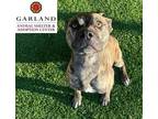 Adopt RICHARD* a Brindle Boxer / American Pit Bull Terrier / Mixed dog in