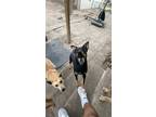 Adopt Dutches a Black German Shepherd Dog / Boxer / Mixed dog in Dallas