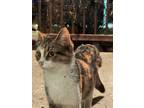 Adopt MillyKat a Calico or Dilute Calico Calico / Mixed (short coat) cat in