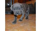 Cane Corso Puppy for sale in Richmond, TX, USA