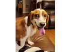 Adopt BERNIE Sweet Gentleman! a Beagle