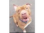 Adopt Mambo a Pit Bull Terrier